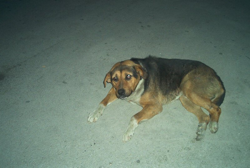 Photograph