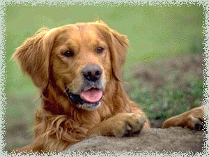 Golden Retriever