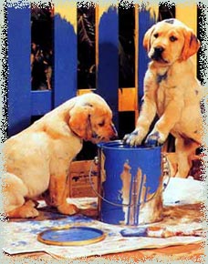 Puppy - retriever