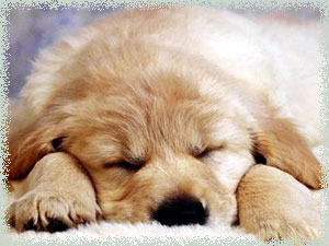 Puppy - Golden retriever